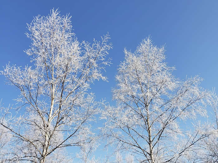 青空の下、冬の十勝の木々